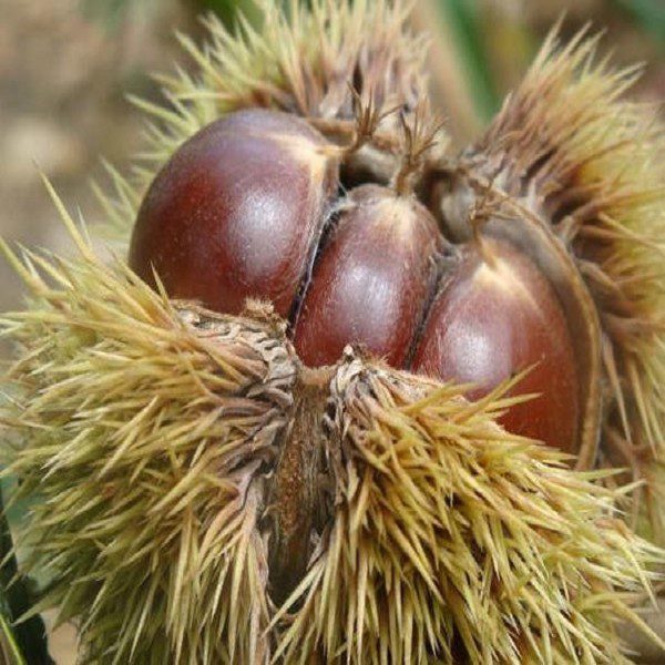 Shaodian Chestnuts-1