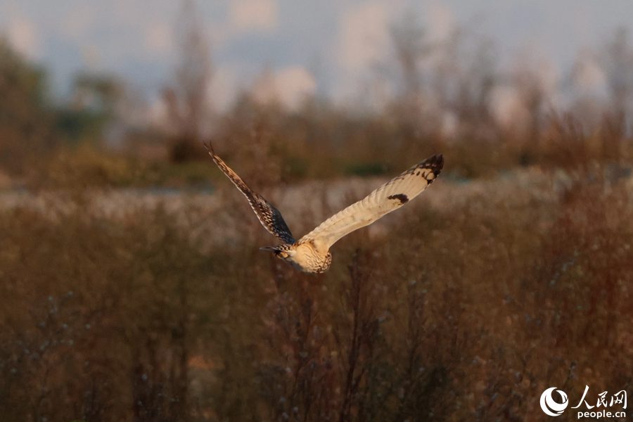 Rare short-eared owls appear in E China's Xiamen-7