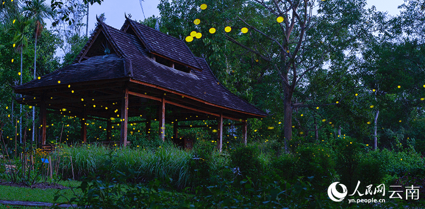 Romantic! Fireflies dance in the trees in SW China's Yunnan-1