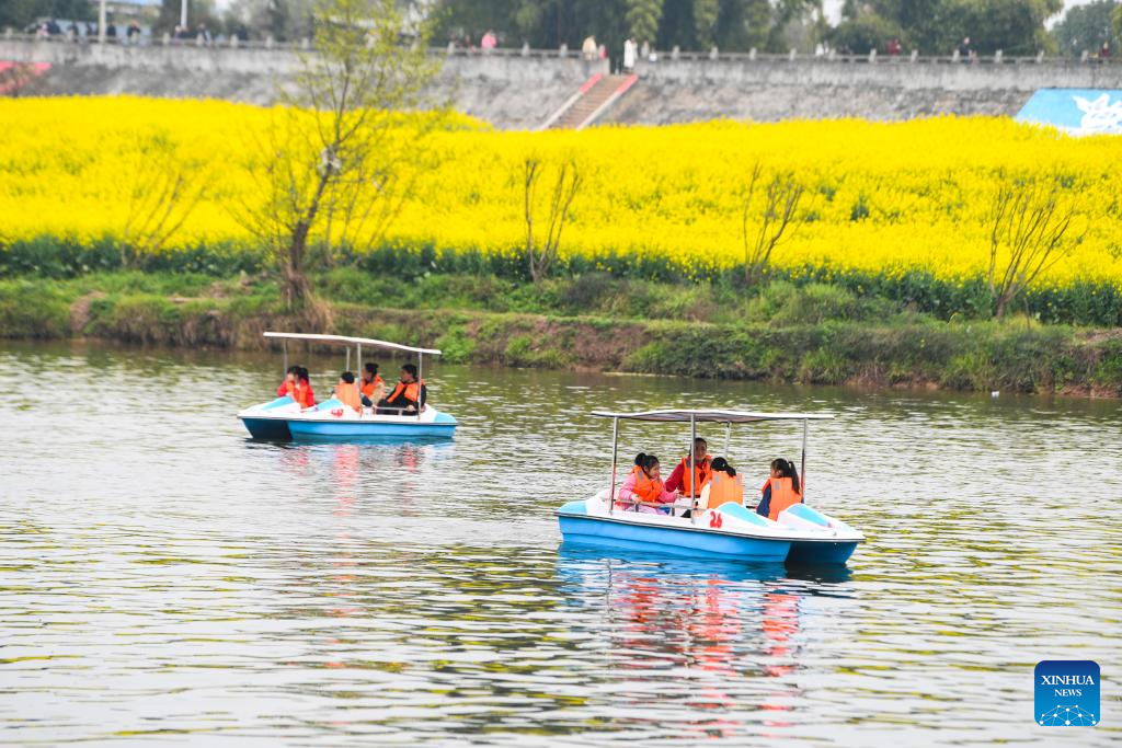 View of oilseed rape fields in Chongqing, SW China-8