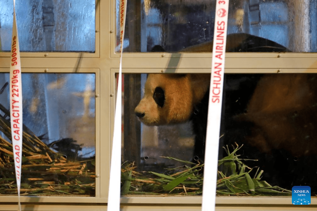 ROK-born giant panda Fu Bao returns to China-9