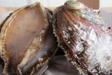 Home-style Preparation of Frozen Abalone-2