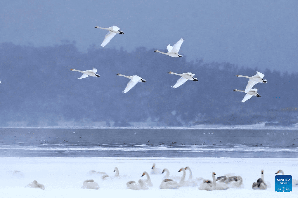 Rendezvous with snow refreshes landscapes in China-18