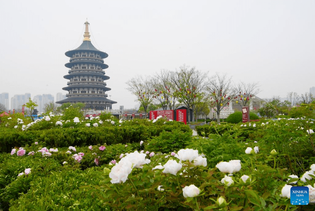 Tourists enjoy blossoming peony flowers in Luoyang, C China's Henan-4