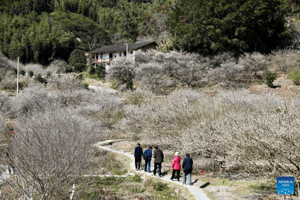 Green plum trees enter blossom season in Yongtai County, SE China's Fujian-3