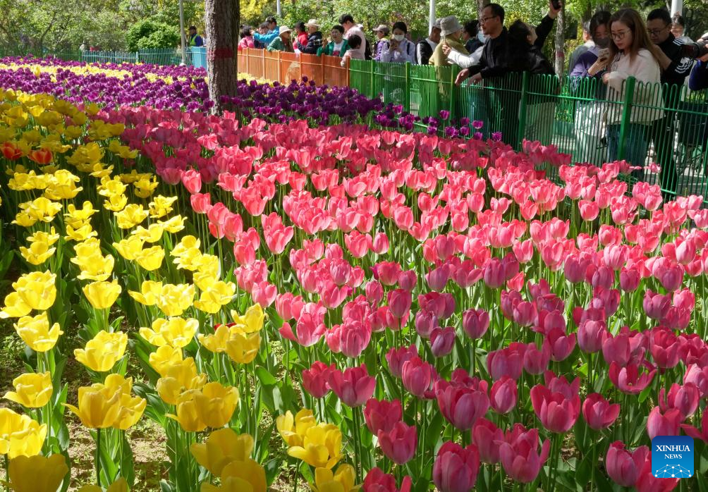 Feast your eyes on tulips in north China-4