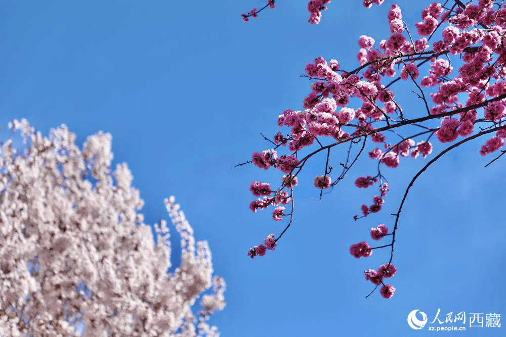 Peach blossoms attract tourists in SW China's Xizang-7