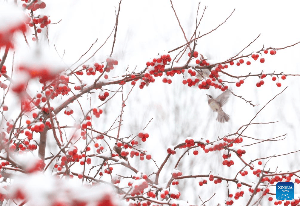 Rendezvous with snow refreshes landscapes in China-10