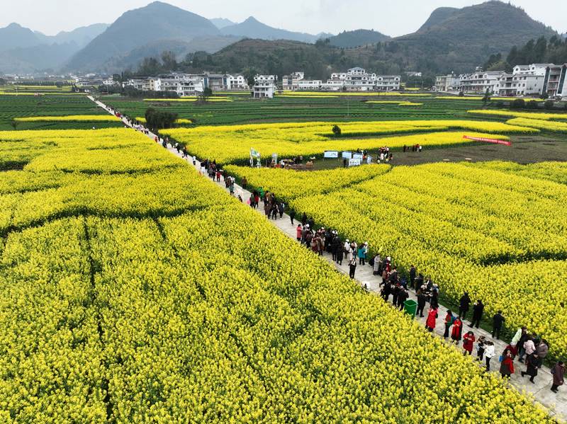 Flower tours boost rural revitalization in SW China's Guizhou-3