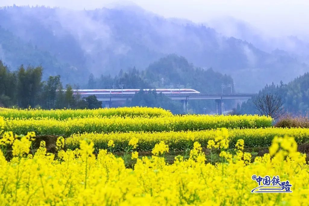 Train passengers left in awe of breathtaking golden rapeseed flower fields-1