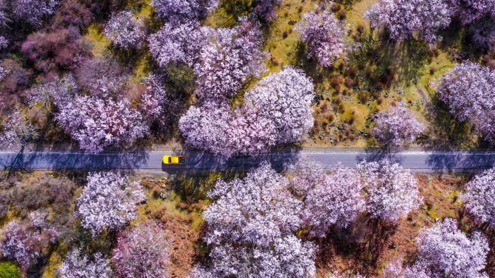 Peach blossoms attract tourists in SW China's Xizang-3