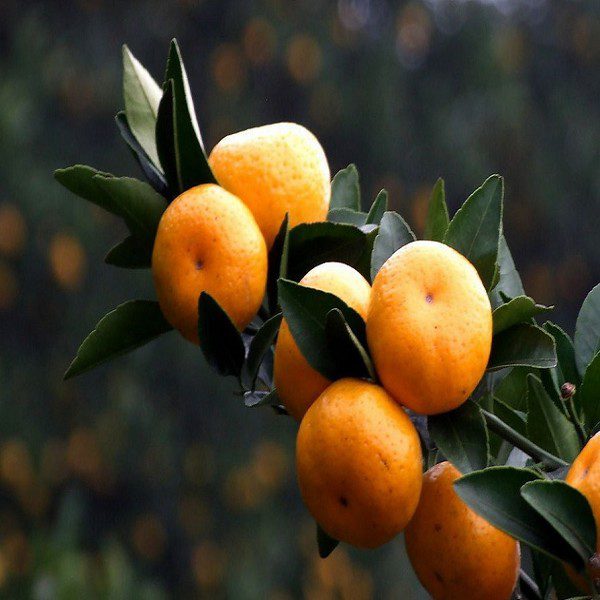 Nanfeng Tangerine-1