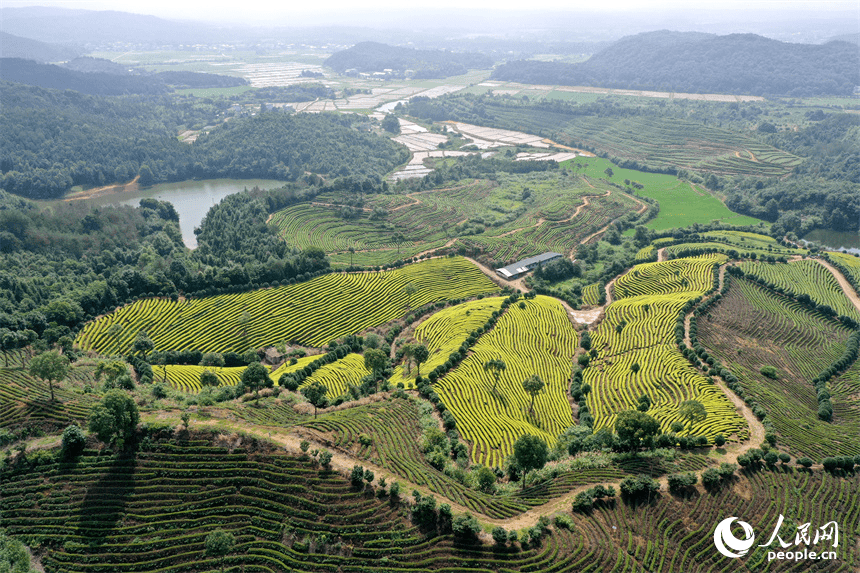 In pics: Picturesque scenery of ecological white tea garden in Jing'an, E China's Jiangxi-1