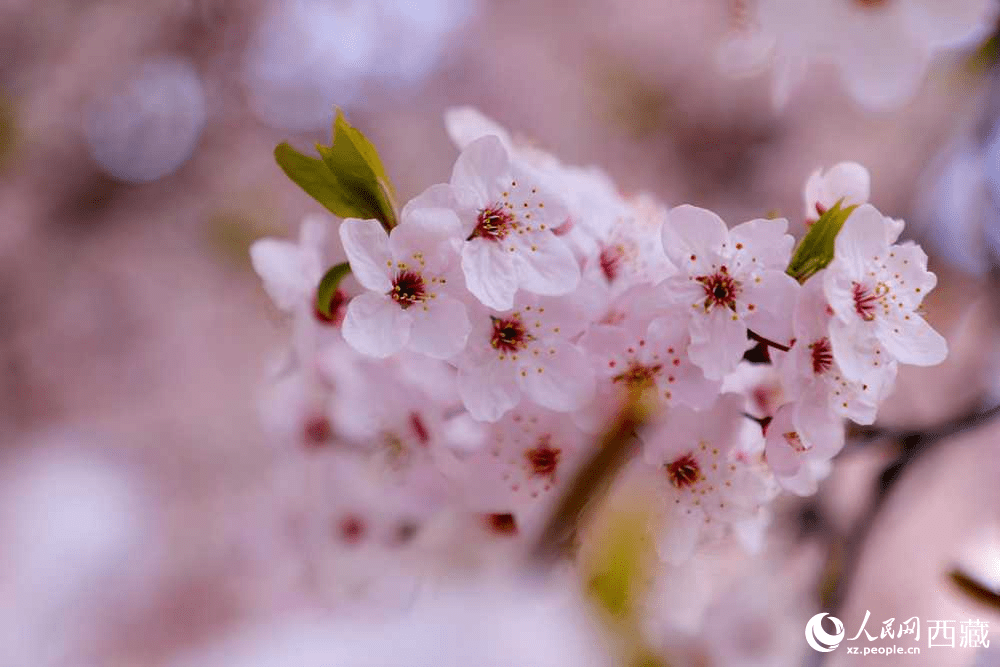 Peach blossoms attract tourists in SW China's Xizang-9