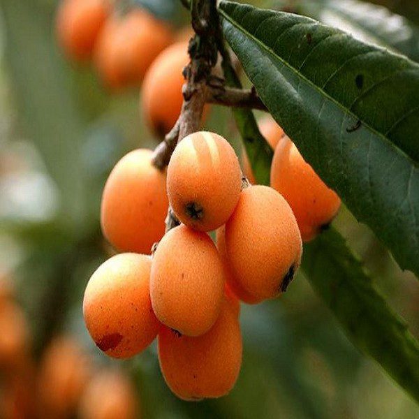 Tan Village Loquat-1