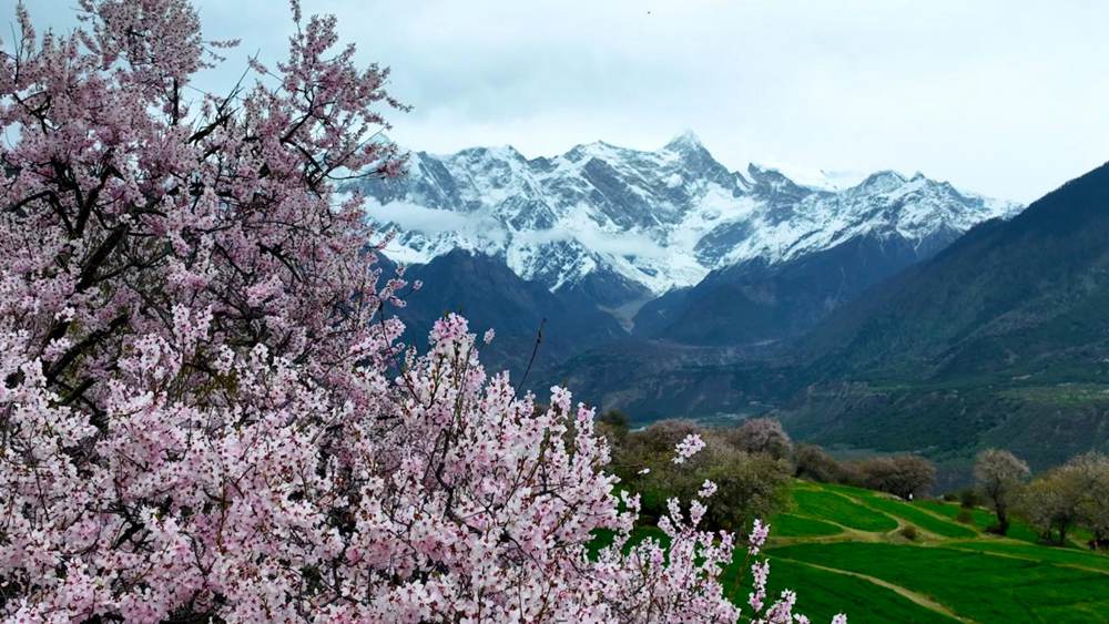 Peach blossoms attract tourists in SW China's Xizang-1