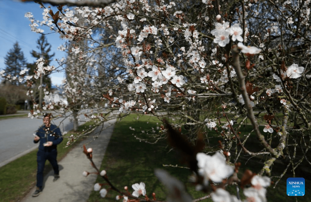 In pics: blooming cherry trees in Vancouver-4