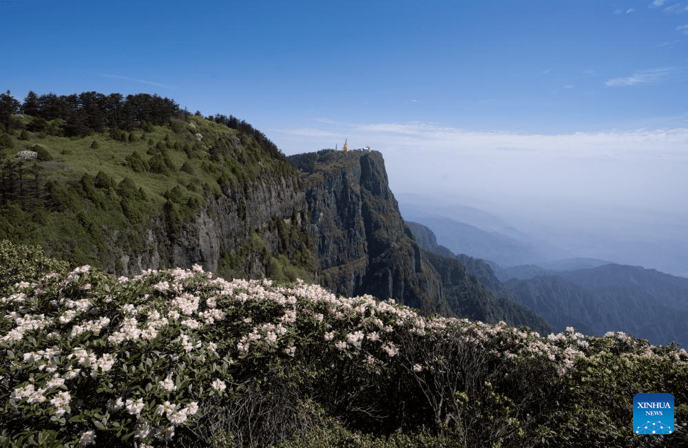 Scenery of azalea blossoms on summit of Mount Emei, SW China-9