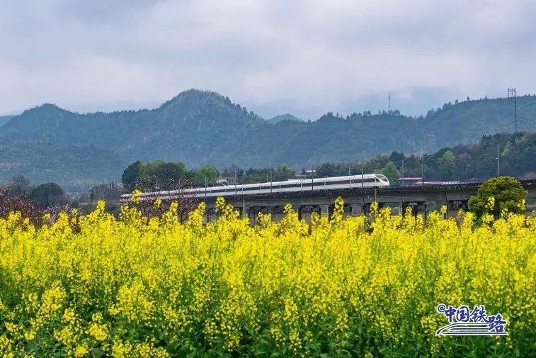 Train passengers left in awe of breathtaking golden rapeseed flower fields-7