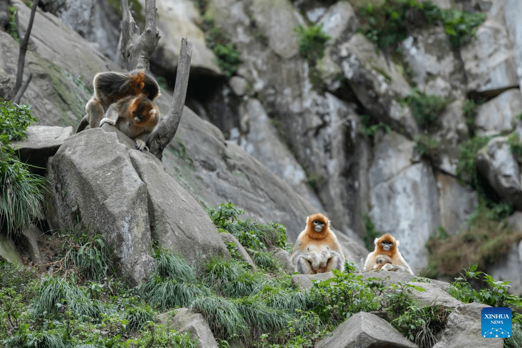 Sichuan golden snub-nosed monkeys seen at Yuhe area of Giant Panda National Park in NW China-1