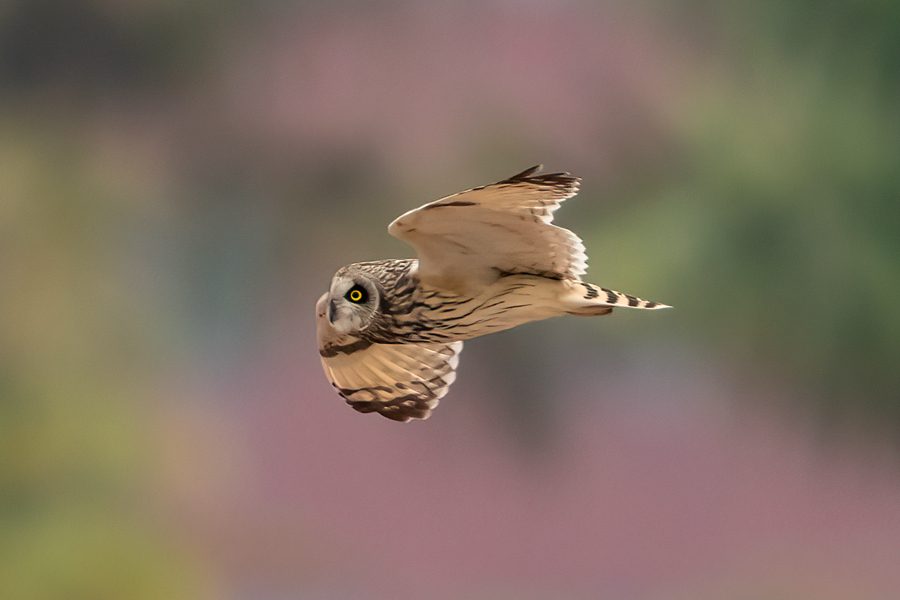 Rare short-eared owls appear in E China's Xiamen-5