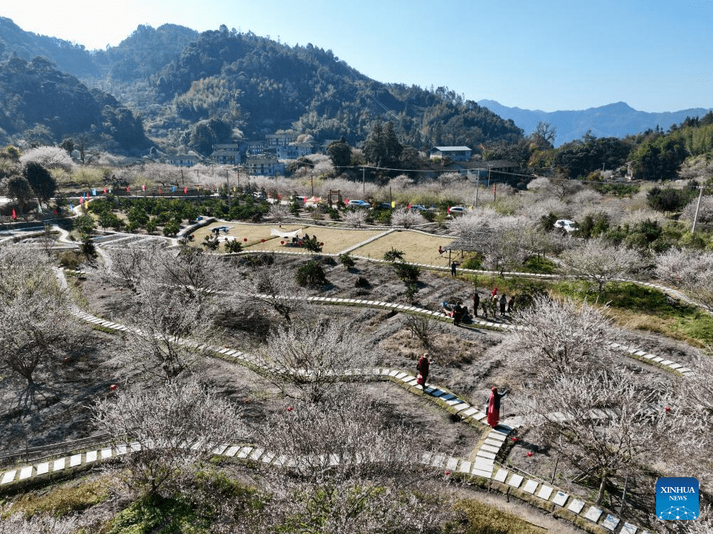 Green plum trees enter blossom season in Yongtai County, SE China's Fujian-2