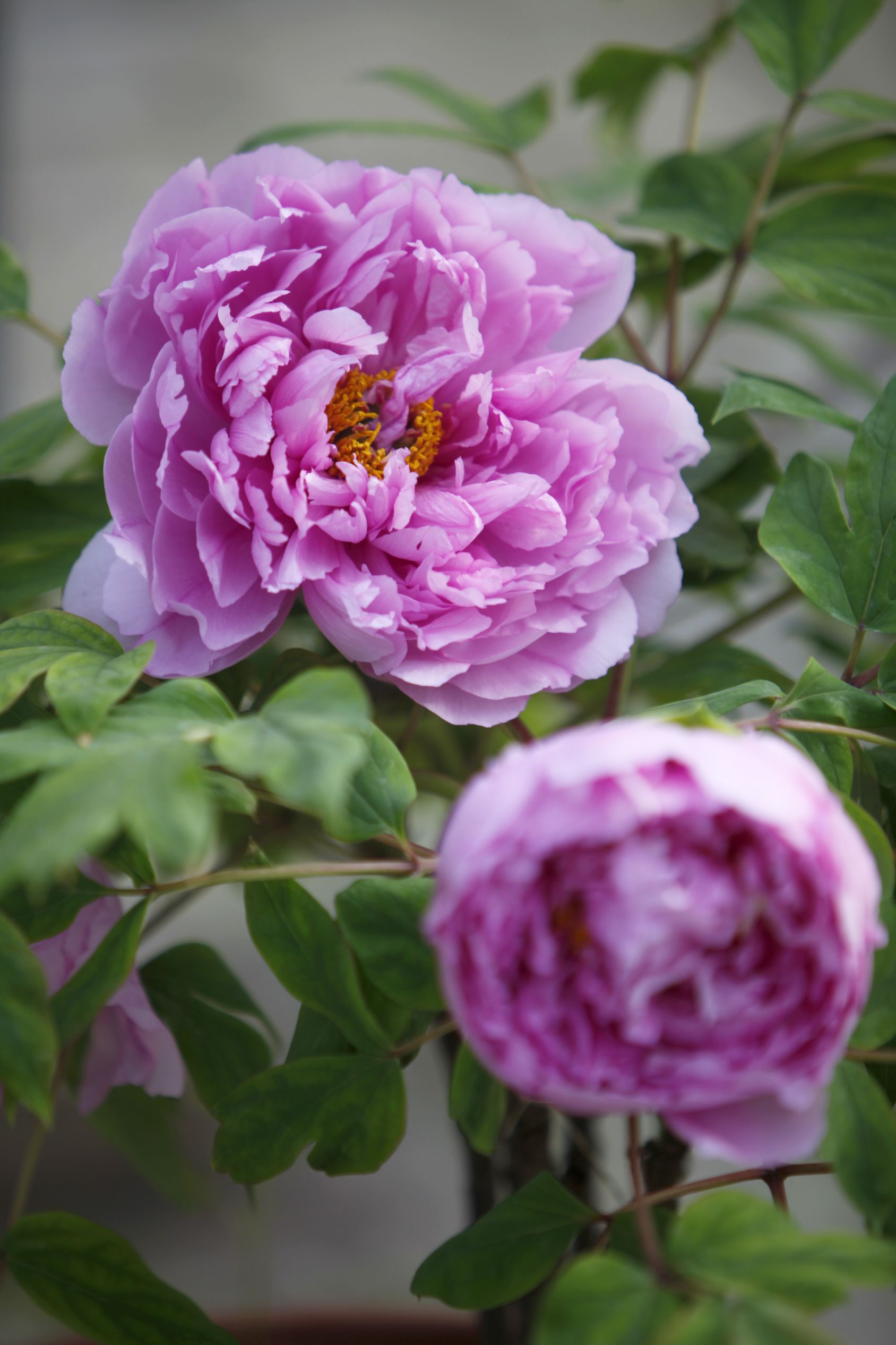 In pics: Peony flowers bloom in Luoyang, C China's Henan-3