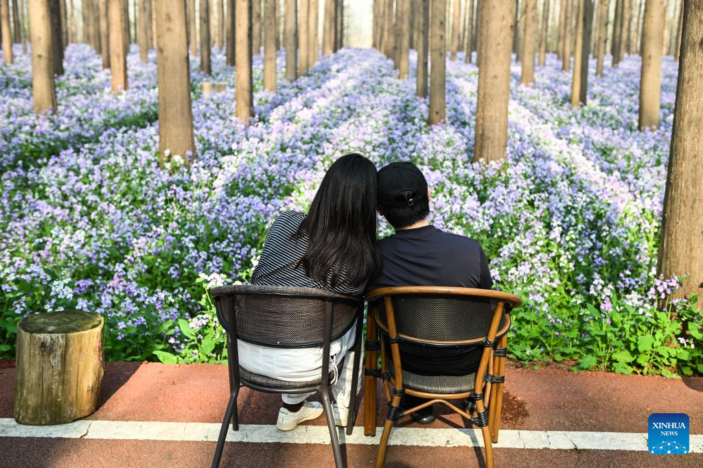 Scenery of Jinhu water forest scenic spot in Jiangsu-9