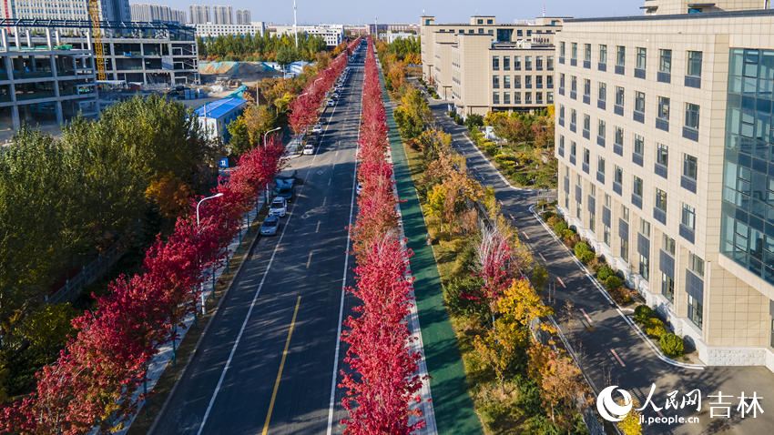 Changchun in NE China's Jilin keeps fallen leaves on the ground to delight citizens with autumn splendor-1