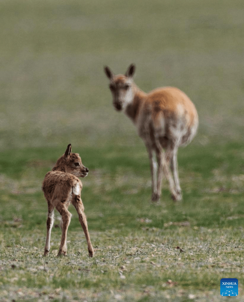 Tibetan antelopes embark on birth-giving season in SW China-28