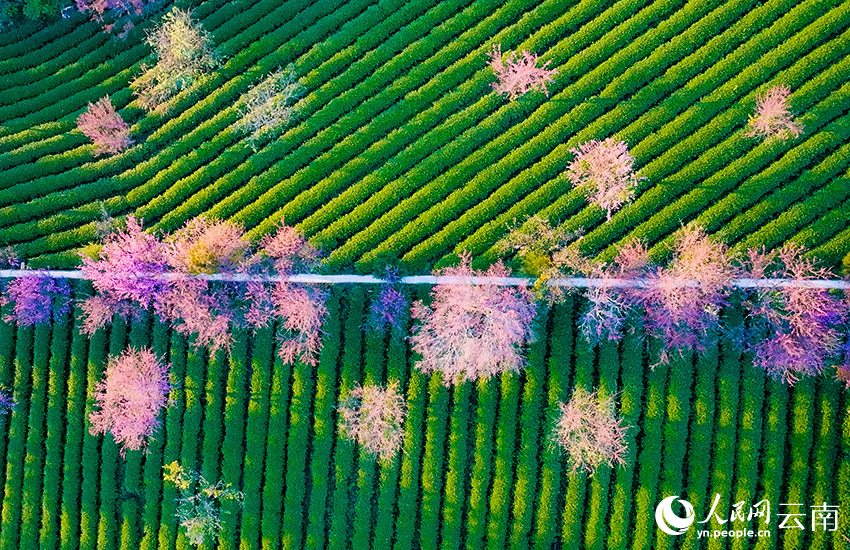 Cherry blossoms adorn winter in SW China's Yunnan-2