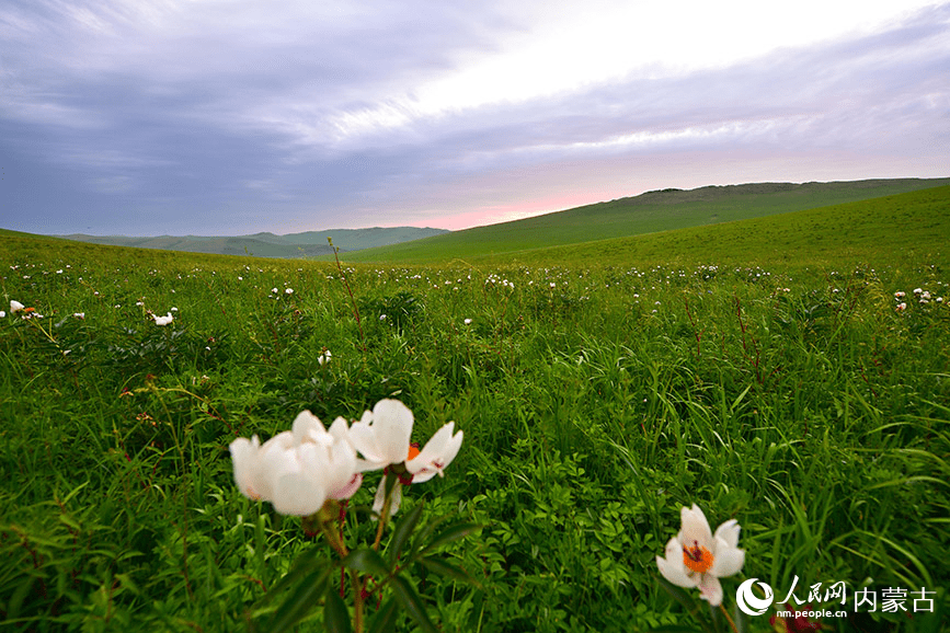 Picturesque summer view in N China's Ulgai Grassland-5