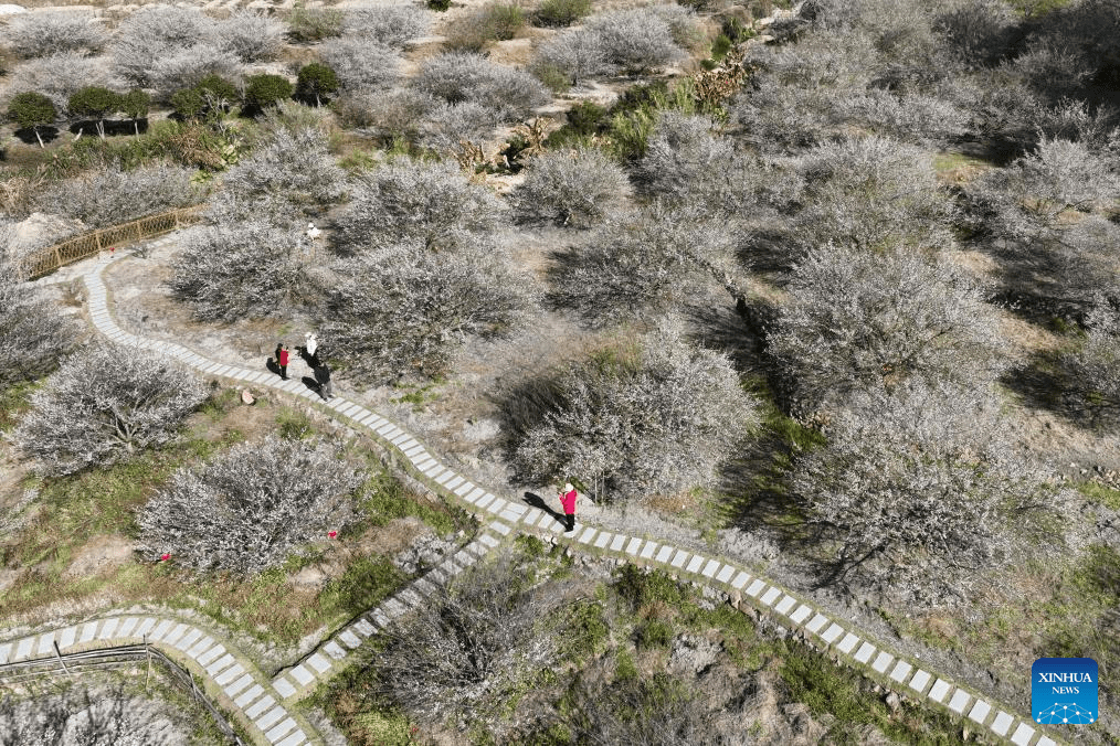 Green plum trees enter blossom season in Yongtai County, SE China's Fujian-4