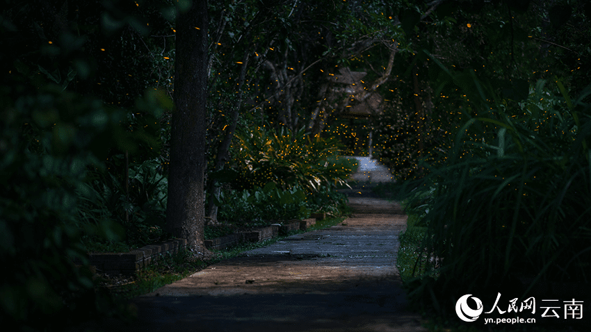 Romantic! Fireflies dance in the trees in SW China's Yunnan-4