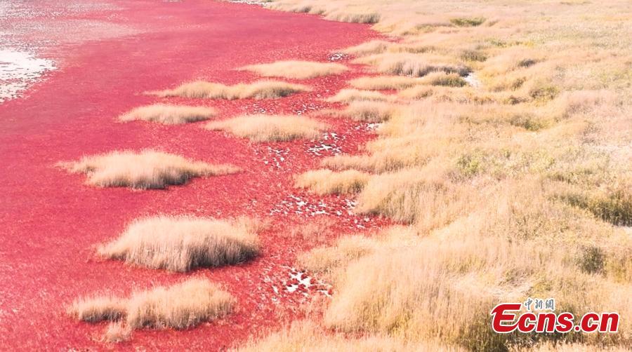 Seepweed turns wetland rosy red in autumn-2