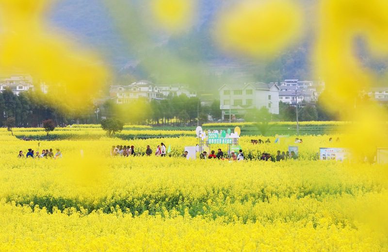 Flower tours boost rural revitalization in SW China's Guizhou-2