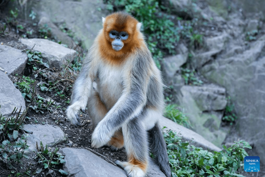 Sichuan golden snub-nosed monkeys seen at Yuhe area of Giant Panda National Park in NW China-12