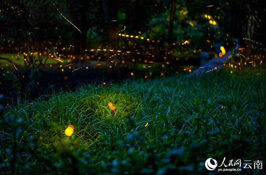 Romantic! Fireflies dance in the trees in SW China's Yunnan-3