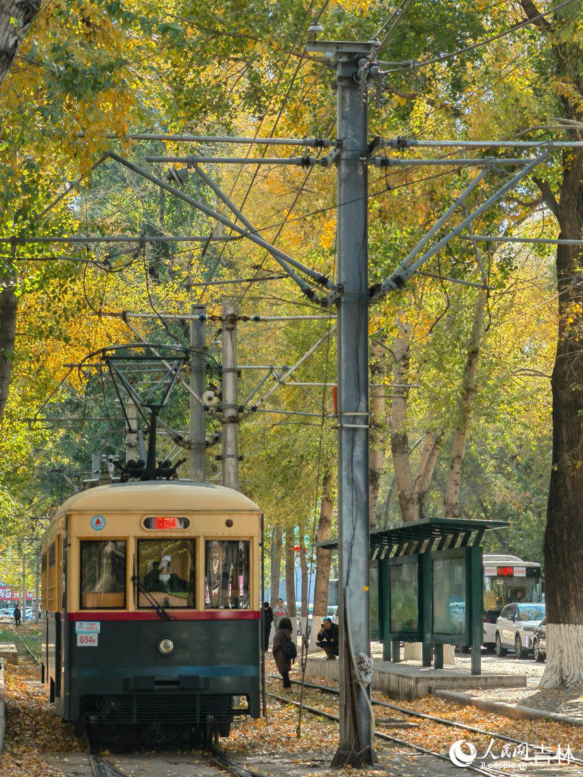 Changchun in NE China's Jilin keeps fallen leaves on the ground to delight citizens with autumn splendor-7