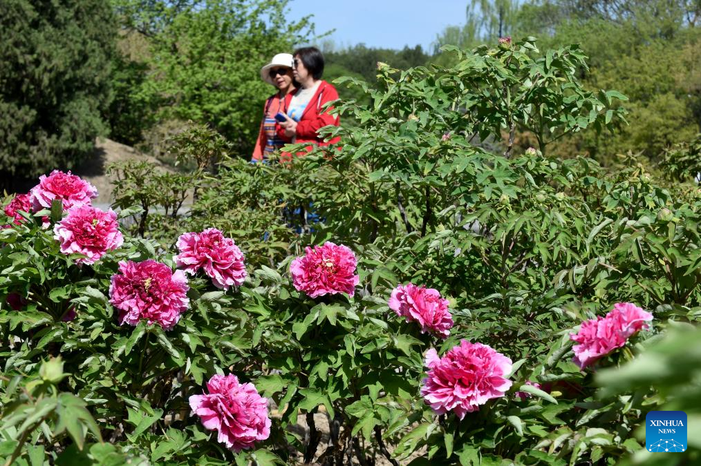 People enjoy blooming peonies at Yuanmingyuan Park in China's Beijing-4