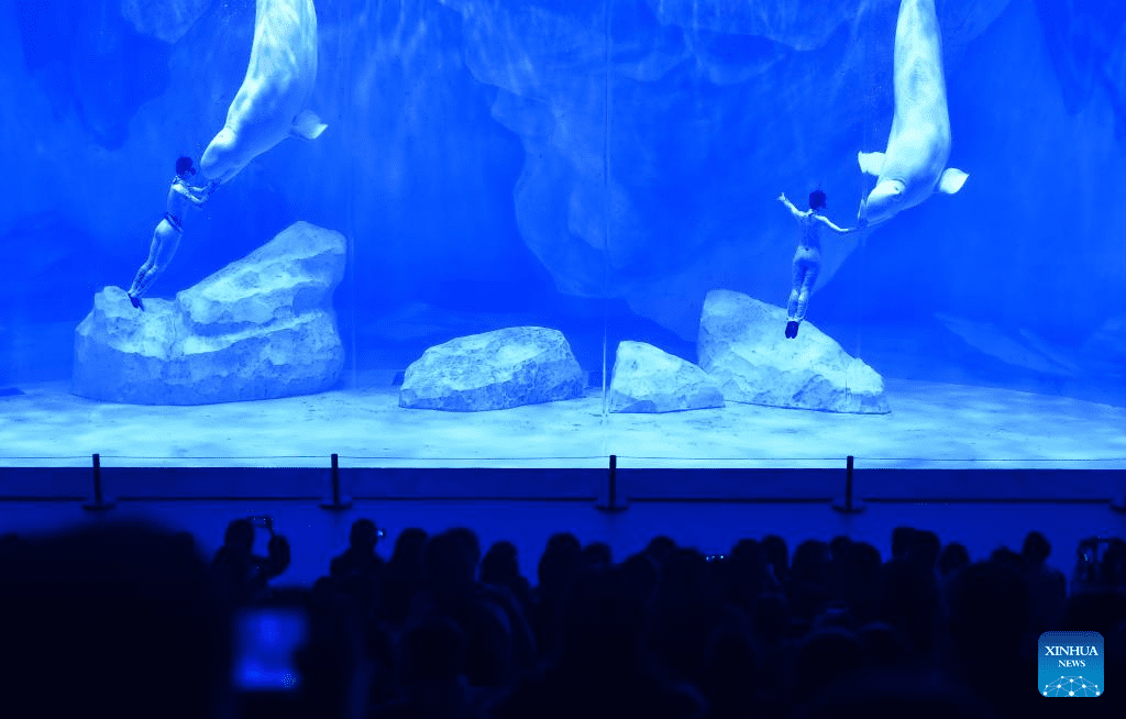 Staff members and beluga whales perform at Zhengzhou Haichang Ocean Resort-1