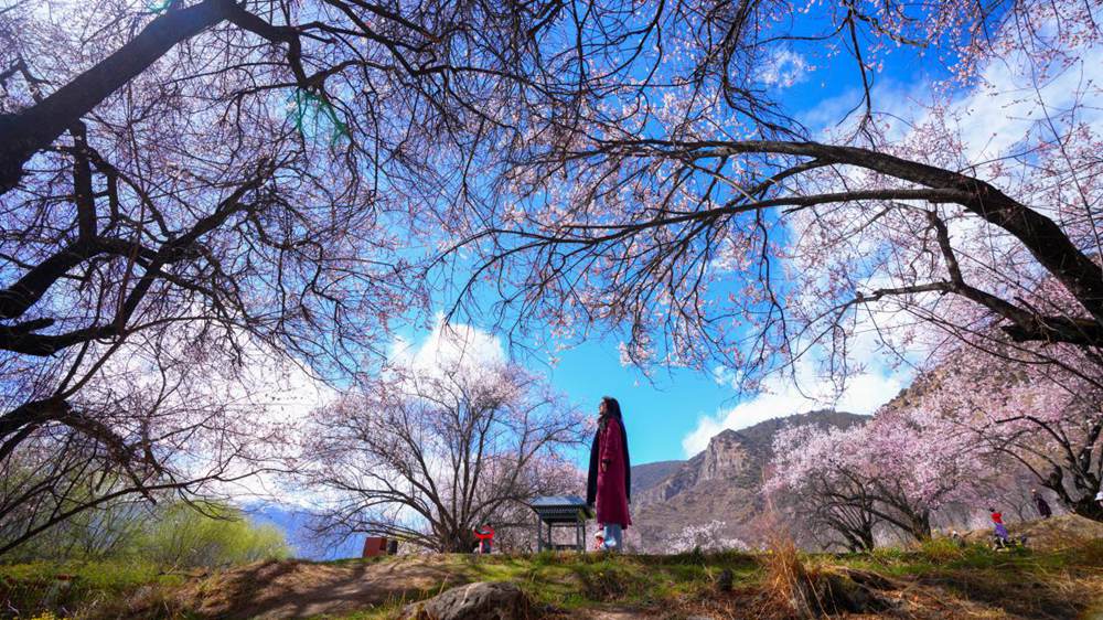 Peach blossoms attract tourists in SW China's Xizang-2