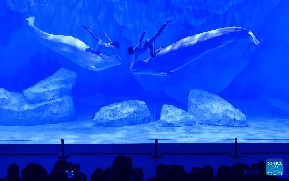 Staff members and beluga whales perform at Zhengzhou Haichang Ocean Resort-3