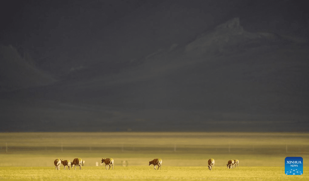 Tibetan antelopes embark on birth-giving season in SW China-23