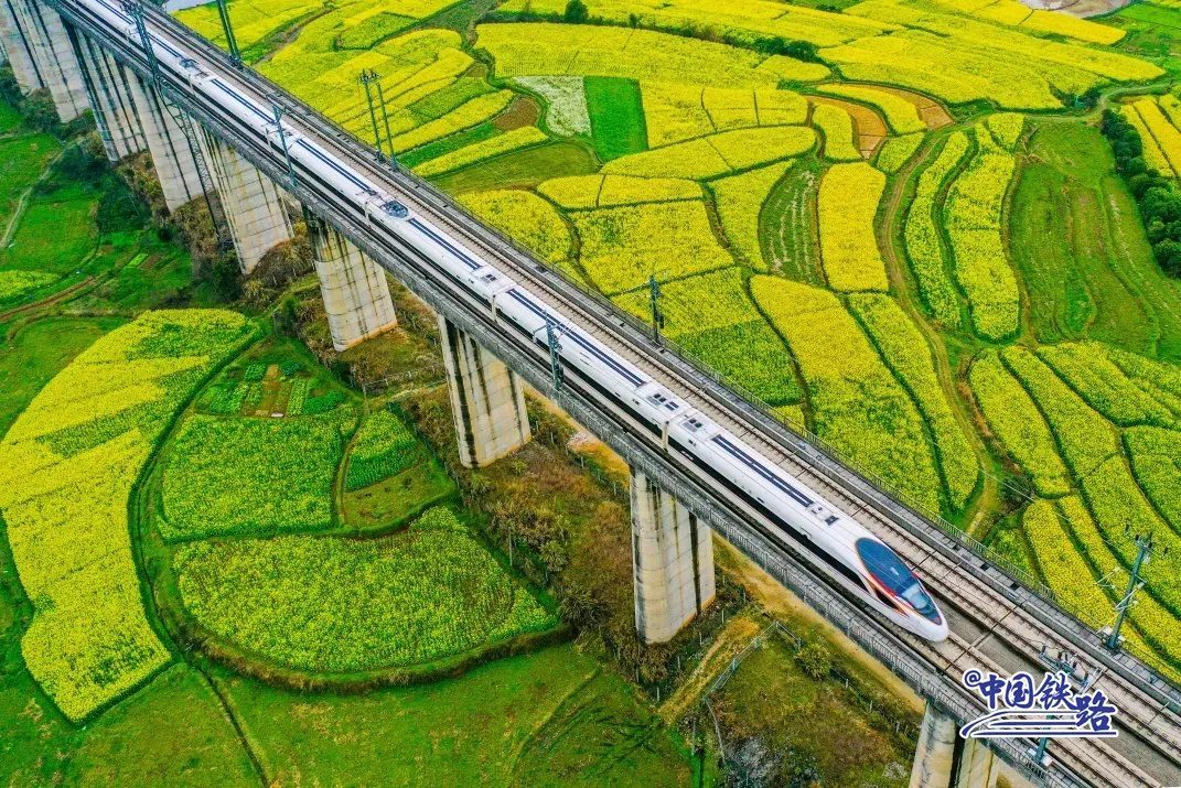 Train passengers left in awe of breathtaking golden rapeseed flower fields-2