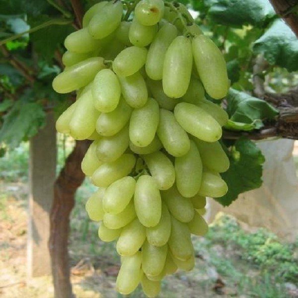 Xuanhua Milk Grapes-1