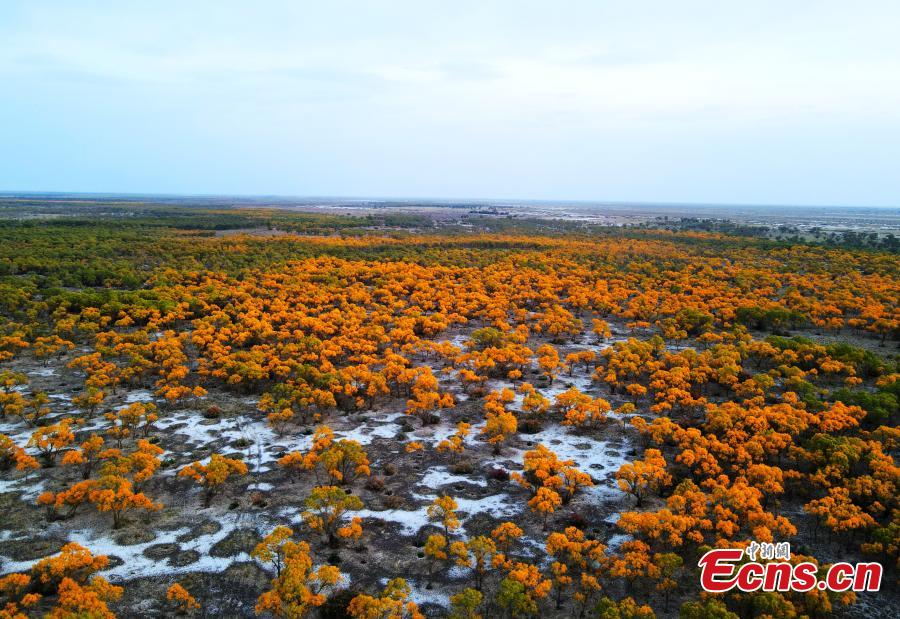 Golden populus euphratica forest in Xinjiang-1