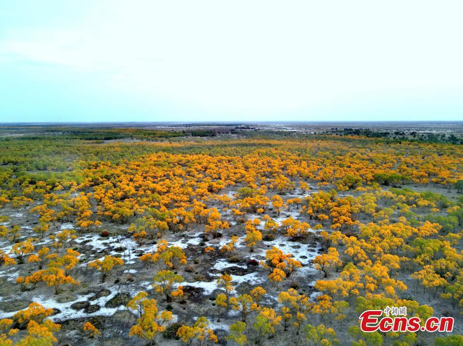 Golden populus euphratica forest in Xinjiang-5