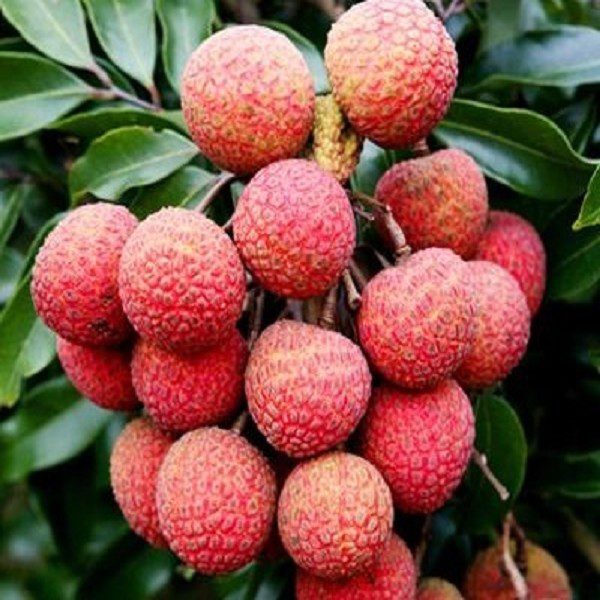 Hejiang Lychee-1