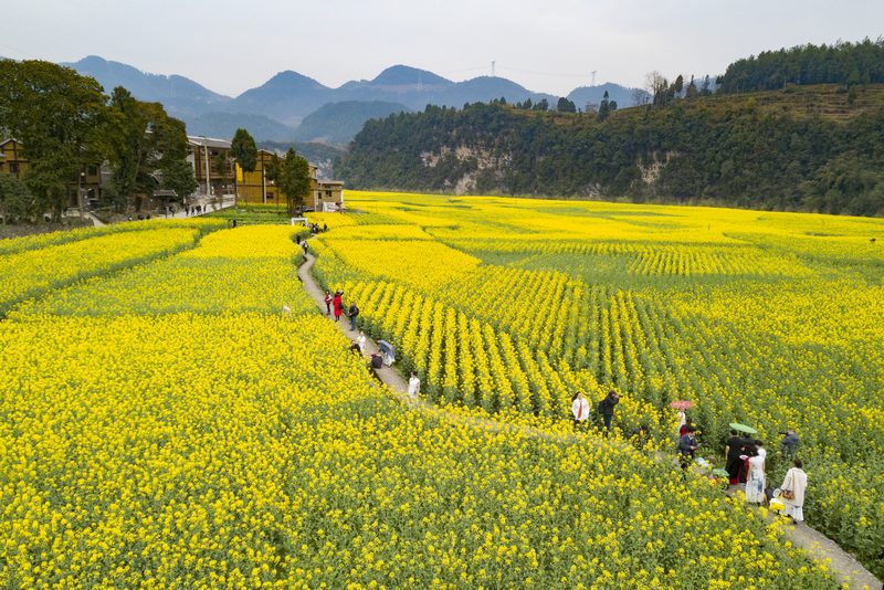 Flower tours boost rural revitalization in SW China's Guizhou-1